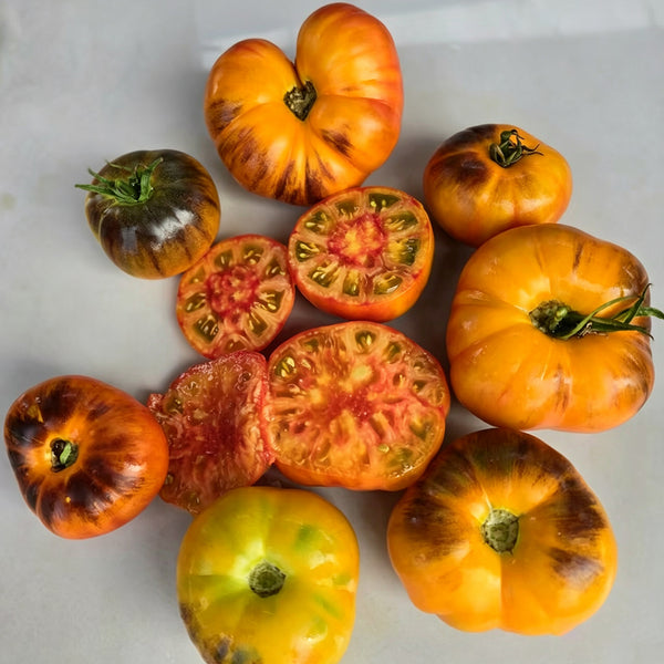 877 Blue Pineapple Blush Tomato, 5 Seeds