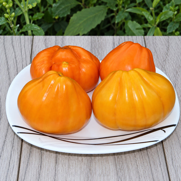 380 Zheltye Torbochki Tomato, 5 Seeds