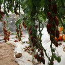 Zixia Tomato, 20 Seeds