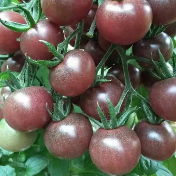 'Midnight Pearl' Cherry Tomato Seeds, 20 Seeds