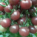 'Midnight Pearl' Cherry Tomato Seeds, 20 Seeds