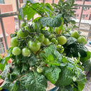 Dwarf Compact Red Cherry Tomato, 100 Seeds