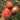 1077 Black Crown King Strawberry Tomato, 5 Seeds