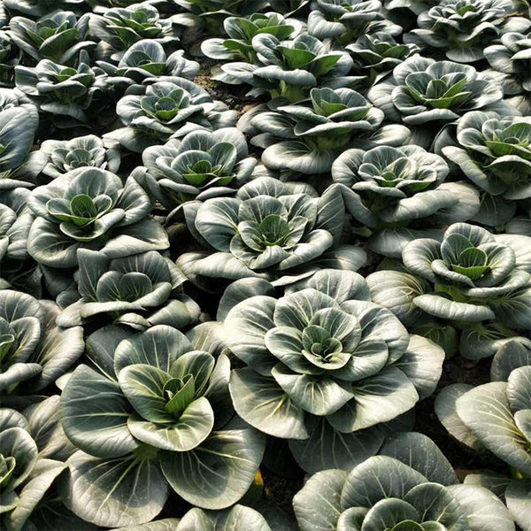 'Black Marshal' Bok Choy Seeds, 5g