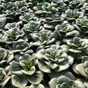 'Black Marshal' Bok Choy Seeds, 5g