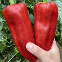 Conical Red Sweet Pepper Seeds, 0.5g