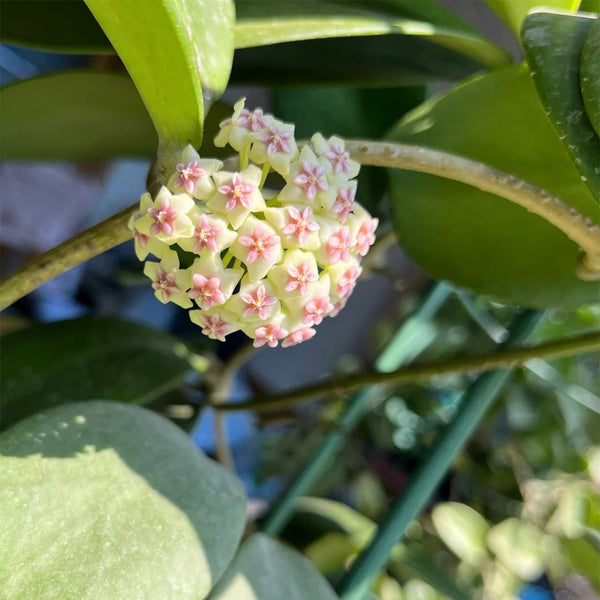 Hoya 'Wonder', 3 Cuttings