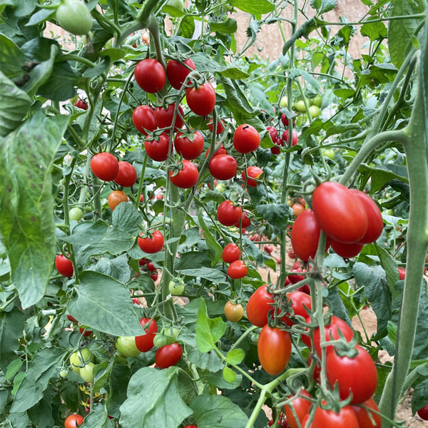 Hongcuili Cherry Tomato Seeds, 20 Seeds