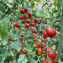 Hongcuili Cherry Tomato Seeds, 20 Seeds