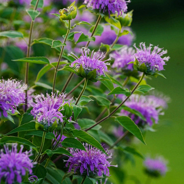 Monarda didyma Seeds, 100 Seeds