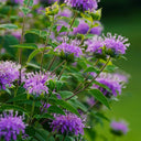 Monarda didyma Seeds, 100 Seeds