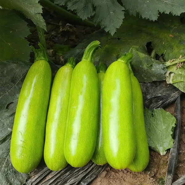 'Wansheng Chunqiubao' Zucchini Seeds, 10g