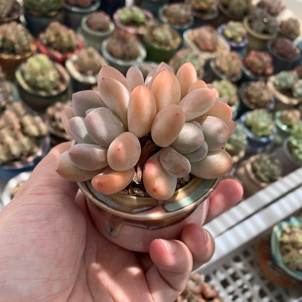 Echeveria 'Perfume'‌, 2pcs x 1-head