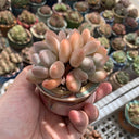 Echeveria 'Perfume'‌, 2pcs x 1-head