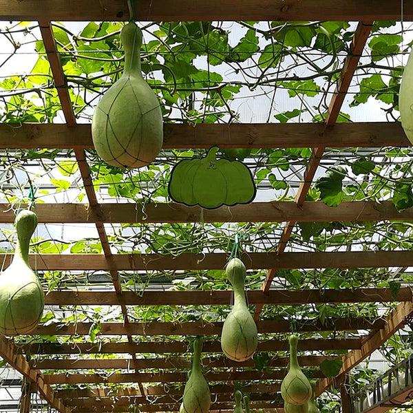 Xinjiang Bottle Gourd, 5 Seeds