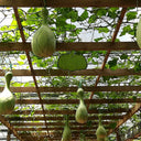 Xinjiang Bottle Gourd, 5 Seeds