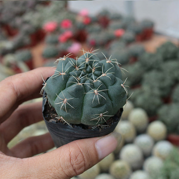 Baldian's Gymnocalycium Cactus, 3-4cm