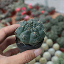 Baldian's Gymnocalycium Cactus, 3-4cm