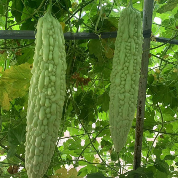 Silver Jubilee Pearl Bitter Gourd F1 Seeds, 20 Seeds