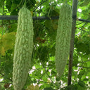 Silver Jubilee Pearl Bitter Gourd F1 Seeds, 20 Seeds