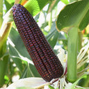 Black Sweet Waxy Corn No.7 Seeds, 100g