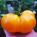 Golden Mango Tomato, 10 Seeds