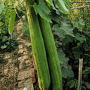 Giant No.1 Extra-long Luffa Seeds, 10 Seeds