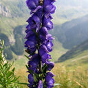European Aconite, 10 Seeds