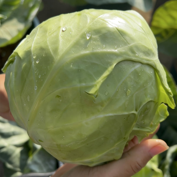 'Xingyou' Fruit Cabbage, 500 Seeds
