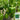 Square Green Pepper Seeds, 30 Seeds