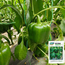 Square Green Pepper Seeds, 30 Seeds