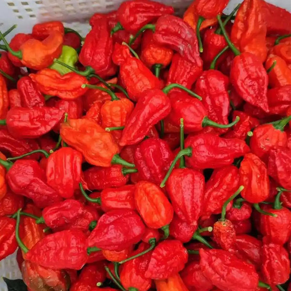 Ghost Pepper Seeds, 20 Seeds