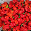 Ghost Pepper Seeds, 20 Seeds