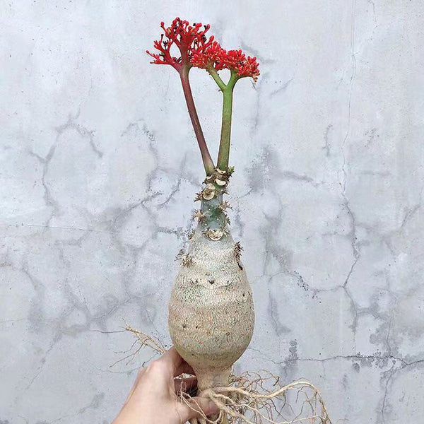 Buddha Belly Plant, 5 Seeds