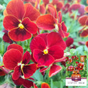 Hezhichun Pansy 'Vermilion Mole', 30 Seeds