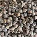 Moringa tree Seeds, 50 Seeds