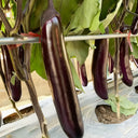 Spring-Autumn Long Eggplant Seeds, 0.5g