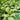 Large-Leaf Chrysanthemum Greens, 1000 Seeds
