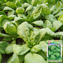 Large-Leaf Chrysanthemum Greens, 1000 Seeds