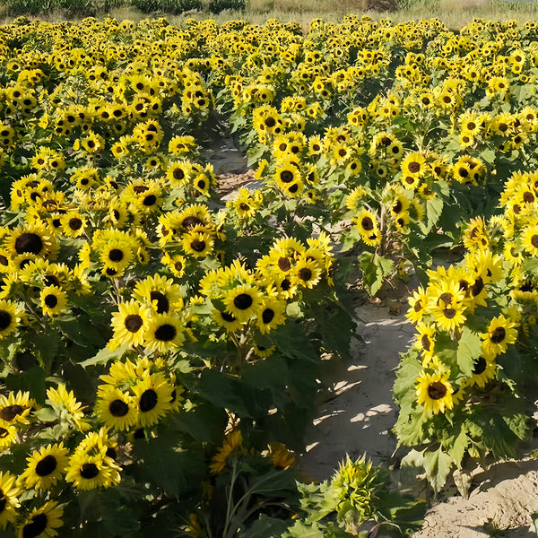 Duotou Nuanyang Sunflower, 50 Seeds