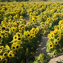 Duotou Nuanyang Sunflower, 50 Seeds