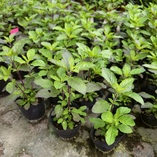 Holy Basil, 50 Seeds
