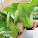 Shanghai Bok Choy Seeds, 10g