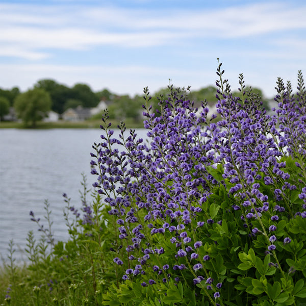 U2221 Blue False Indigo, 5 Seeds