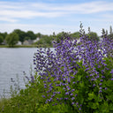 U2221 Blue False Indigo, 5 Seeds