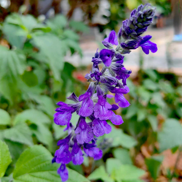 Hezhichun Blue Sage, 50 Seeds