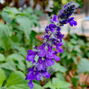 Hezhichun Blue Sage, 50 Seeds