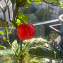 Dragon's Breath Pepper, 10 Seeds