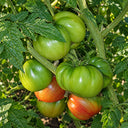 471 Dwarf Grail Tomato, 5 Seeds