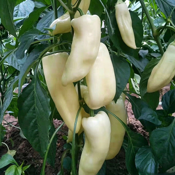 Specialty White Chili Pepper, 10 Seeds